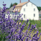 Lavender Package from the Sabbathday Lake Shakers