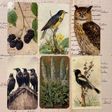 Silk Ribbon & Gift Card Set: Moss Green with Blackberry & Bird Tags